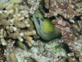 106 Undulated Moray IMG 2484